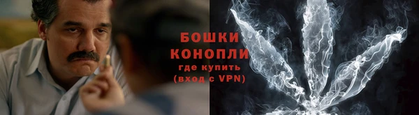 сатива Новозыбков